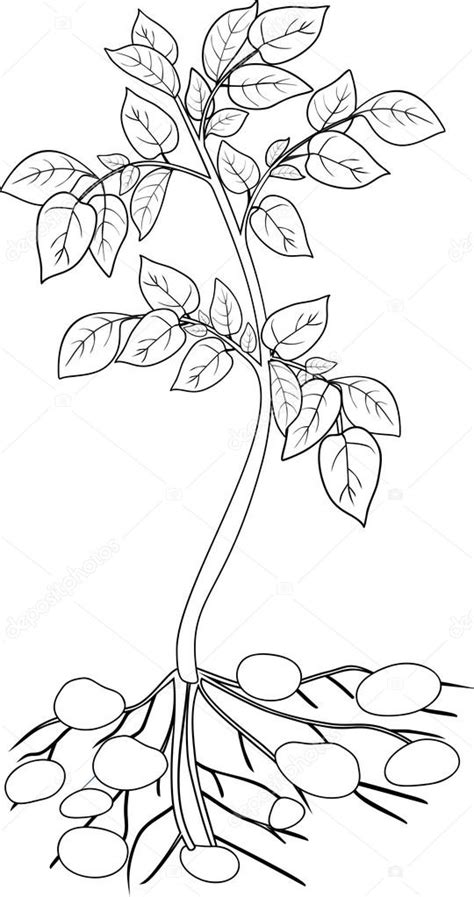 colorear con planta de papa — Vector de stock © mariaflaya ...