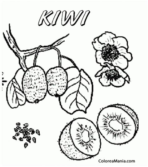 Colorear Kiwi, en rama rbol  Frutas , dibujo para colorear ...