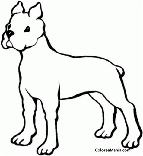 Colorear Perro Boxer, silueta  Animales Domésticos ...