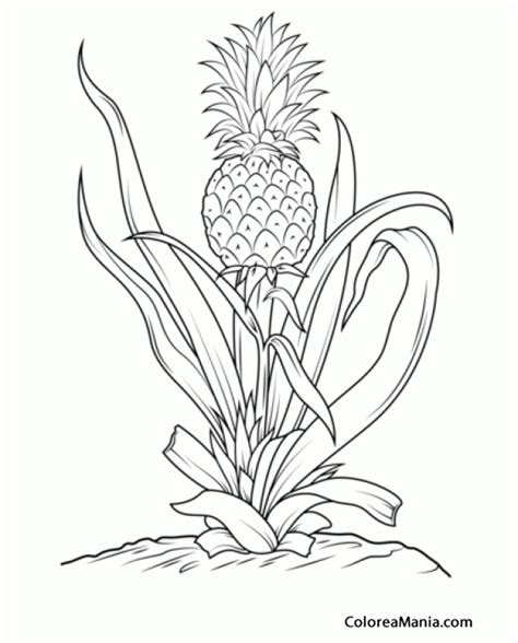 Colorear Piña tropical en su planta Frutas , dibujo para ...