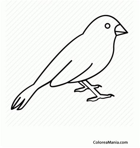 Colorear Silueta Canario  Aves , dibujo para colorear gratis