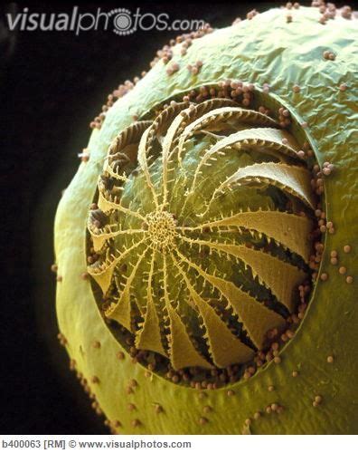 Colored SEM of moss  funaria sp  spore capsule | Micro ...