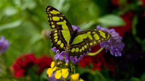 Colores de una mariposa :: Imágenes y fotos