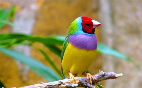 Colorful Birds Flying – WeNeedFun