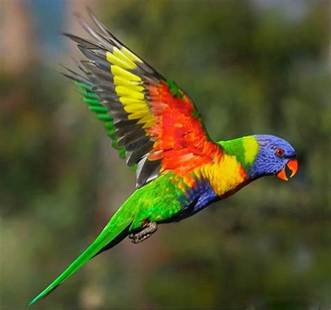 Colorful Birds Flying | WeNeedFun