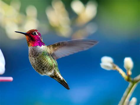 Colorful birds hd wallpaper colorful birds pictures cool ...