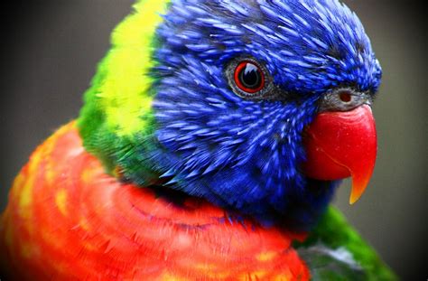 colorful birds tropical head 3888x2558 wallpaper – Animals ...