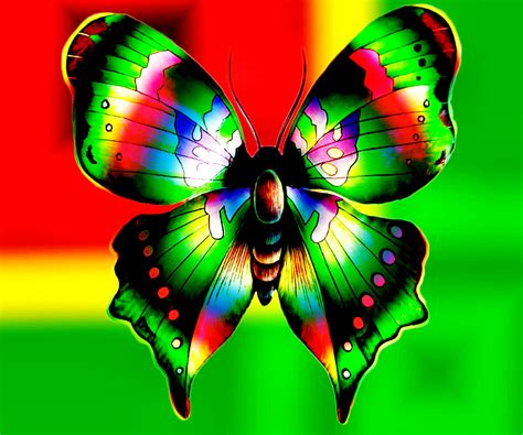 Colorful Butterflies | colorful butterfly abstract design ...