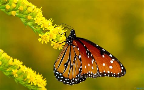 Colorful Butterfly ~ Free Wallpapers, Best Wallpapers