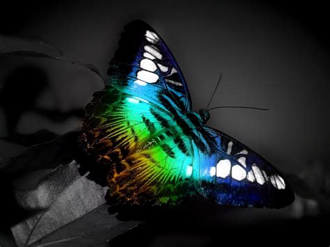 Colorful Butterfly Wallpapers | HD Wallpapers | ID #4881
