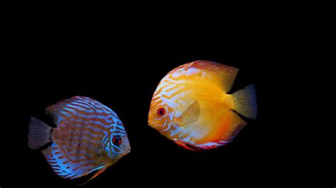 Colorful Fish Latest Free Images Photos HD Wallpapers Download