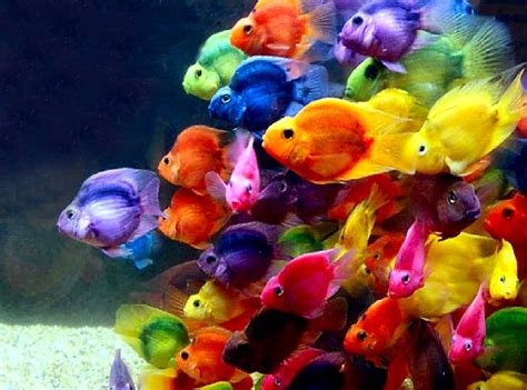 Colorful Fish Latest Free Images Photos HD Wallpapers Download
