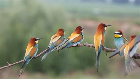Colorful Group Of Birds Get together Stock Footage Video ...