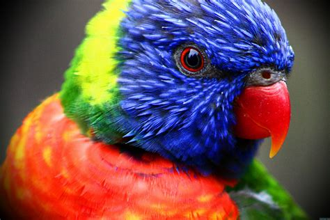 Colorful parrot hi res nature photo birds