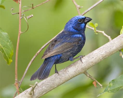 Colorín Azulnegro | Guía de Aves