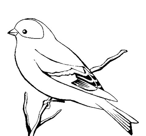 Colorir e Pintar: Desenhos de pássaros para desenhar