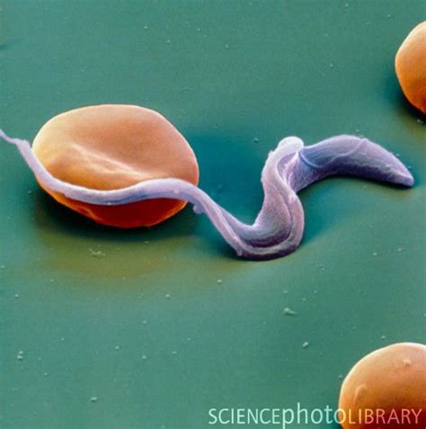 Colour SEM of Trypansoma sp. protozoa in blood | Science ...