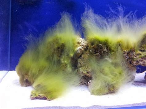 Combatir algas en acuarios marinos « Acuaristas