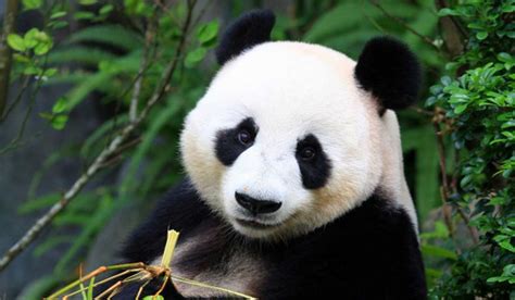 Comen, duermen y salvan animales. Los pandas son más ...