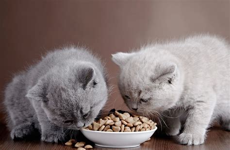 Comida para gatos   Universo de Gatos Blog