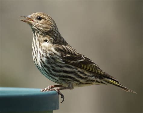 Common Backyard Birds in New Jersey in the Spring  New ...