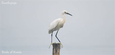 Common Birds | Birds of Kerala