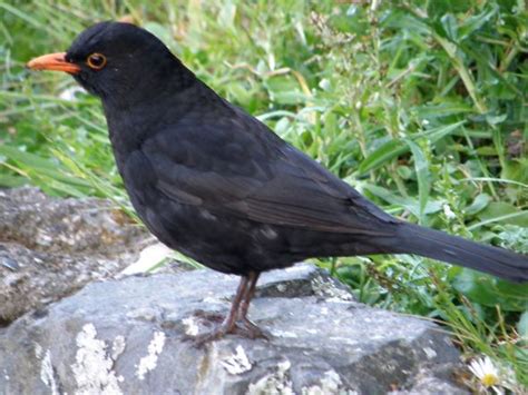 Common Blackbird chirping merrily – Bird Ecology Study Group
