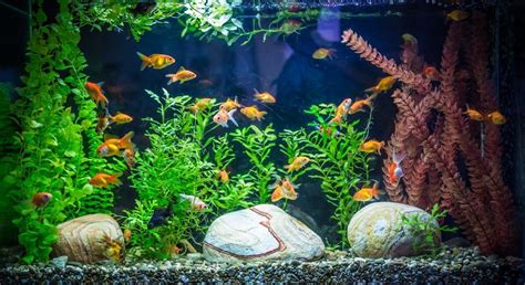 Common Freshwater Aquarium Fish Diseases | Enlighten Me