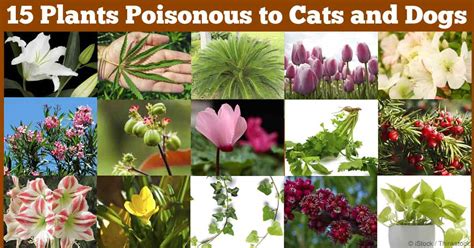 Common House Plants Not Poisonous To Cats