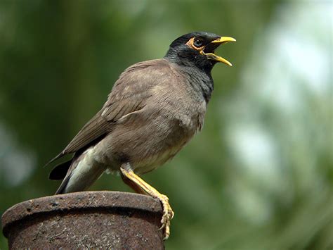 Common Myna – Acridotheres tristis   Birds