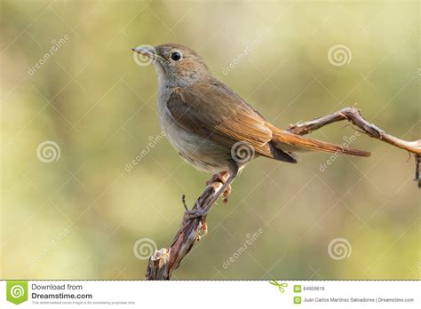 Common Nightingale,   Luscinia Megarhynchos   Stock Photo ...