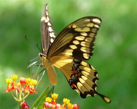 Common Swallowtail Butterflies | Attracting Butterflies