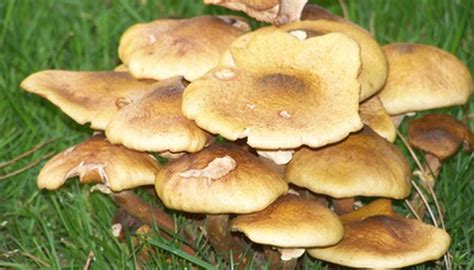 Common Types of Fungi Found in Soil | Sciencing