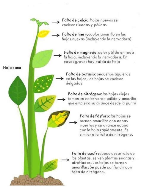Como Abonar Y Falta De Nutrientes En Las Plantas La ...