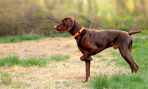 Como adiestramiento perros de caza   Super 4 Patas