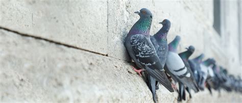 ¿Cómo ahuyentar o espantar palomas? 7 Ideas | Pest Control ...