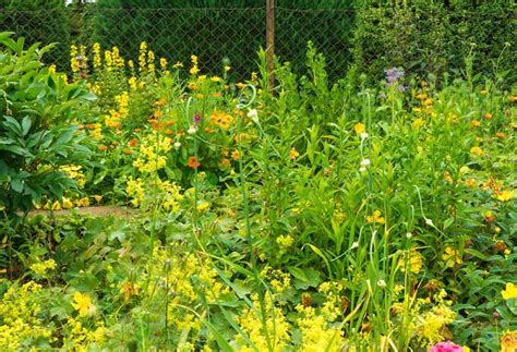 Cómo crear un jardín de plantas aromáticas