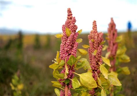 ¿Cómo crece la quinoa? Así son sus plantas y cultivos