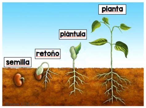 ¿Cómo crece una planta?   Todo sobre las plantas