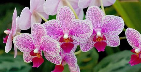 Como Cuidar de Orquídeas Aprenda a Plantar Cultivar e Regar