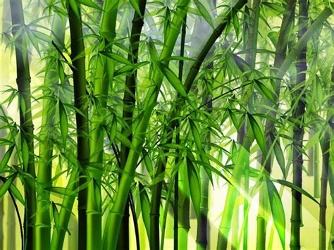 Como cuidar una planta de Bambú y consejos para cuidarlos