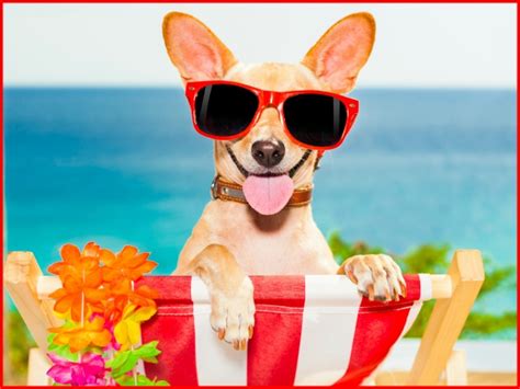 Cómo cuidar y refrescar a tu perro en verano   Todo mascotas