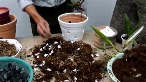como cultivar bulbos de orquideas terrestres en macetas