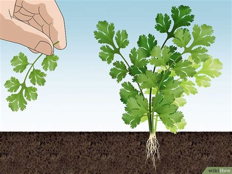 Cómo cultivar cilantro: 12 pasos  con fotos    wikiHow