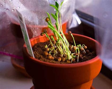 Cómo cultivar cilantro en casa   pisos Al día   pisos.com