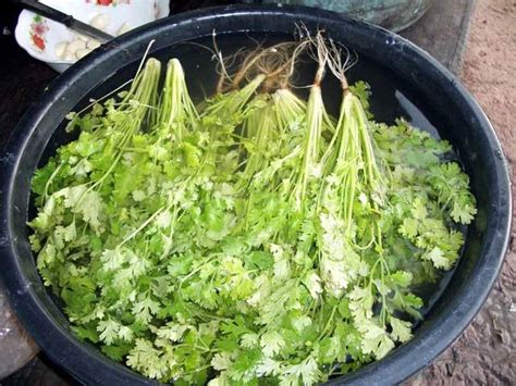 Cómo cultivar cilantro en casa   pisos Al día   pisos.com