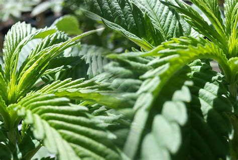 Cómo Cultivar Marihuana en Exterior Paso a Paso