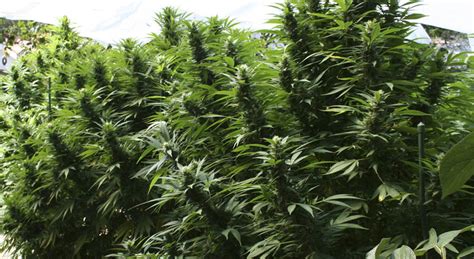 Cómo cultivar marihuana en huerto   La Huerta Blog