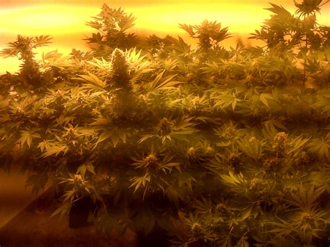 Como cultivar marihuana paso a paso