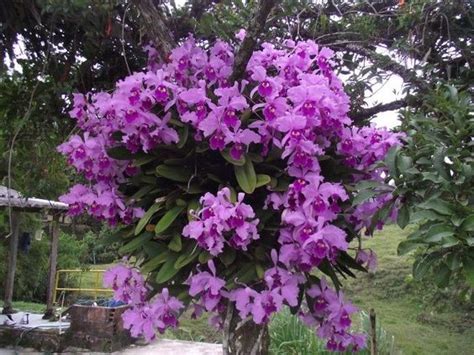 Como Cultivar Orquideas En Troncos | Cómo plantar ...